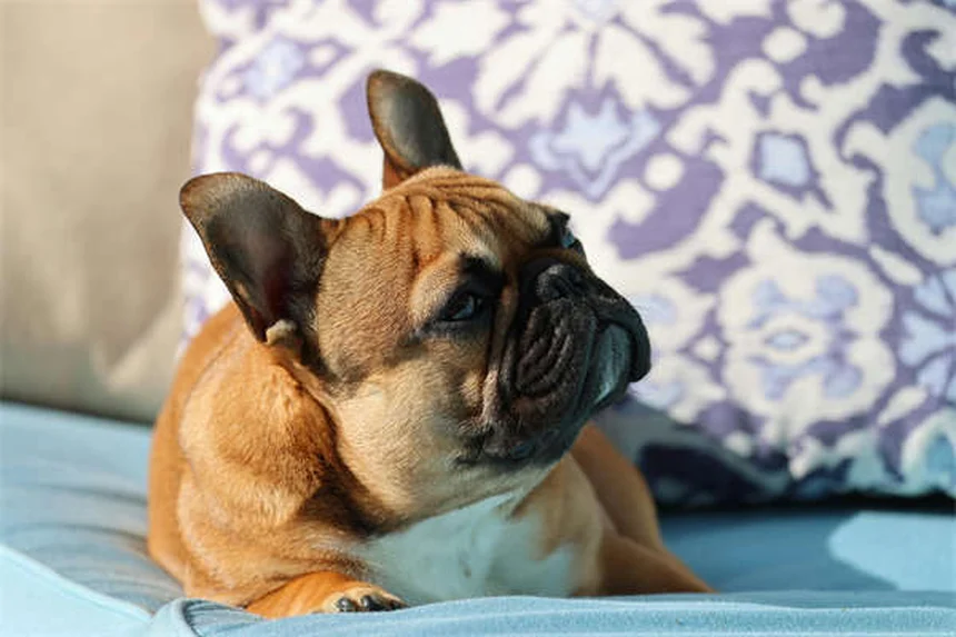 犬の行動は犬種で決まらない？たった9%の真実と対策