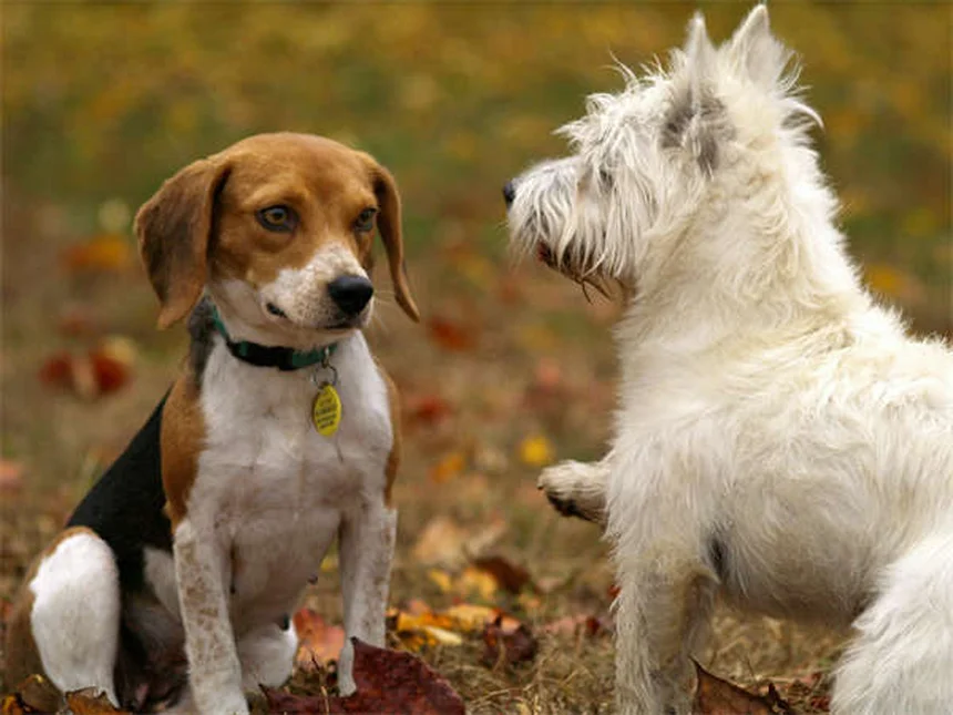 犬の行動は犬種で決まらない？たった9%の真実と対策