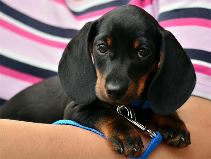 子犬のヘルニア、早期発見が鍵！症状と治療法を獣医が解説