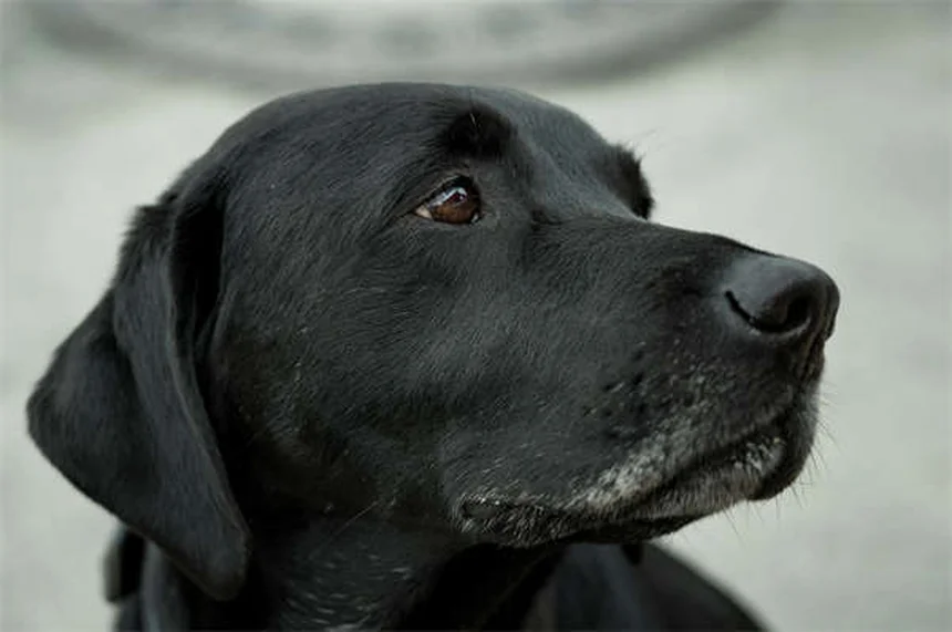 犬のIMHAの症状と治療法を獣医師がわかりやすく解説