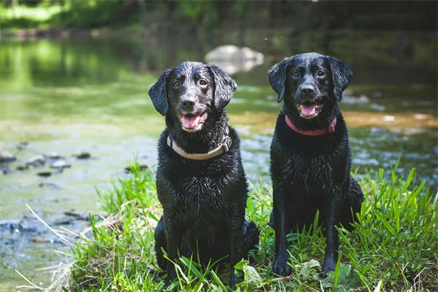 今すぐ始められる！犬のトレーナーになる10のコツ