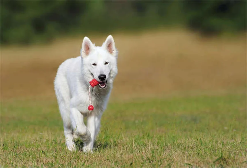 犬の耳が臭いのはなぜ？今すぐできる簡単ケア方法
