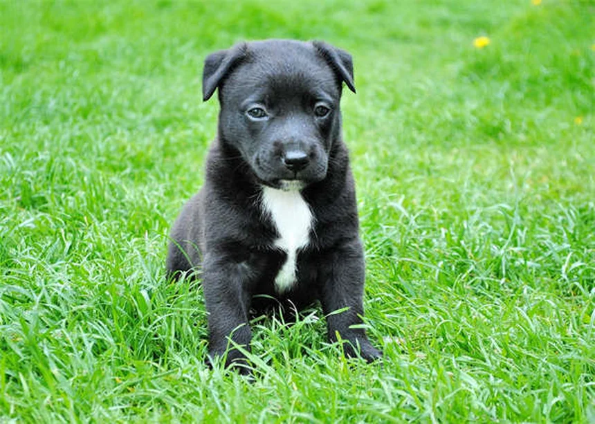 子犬のフィラリア予防、正しい始め方と選び方
