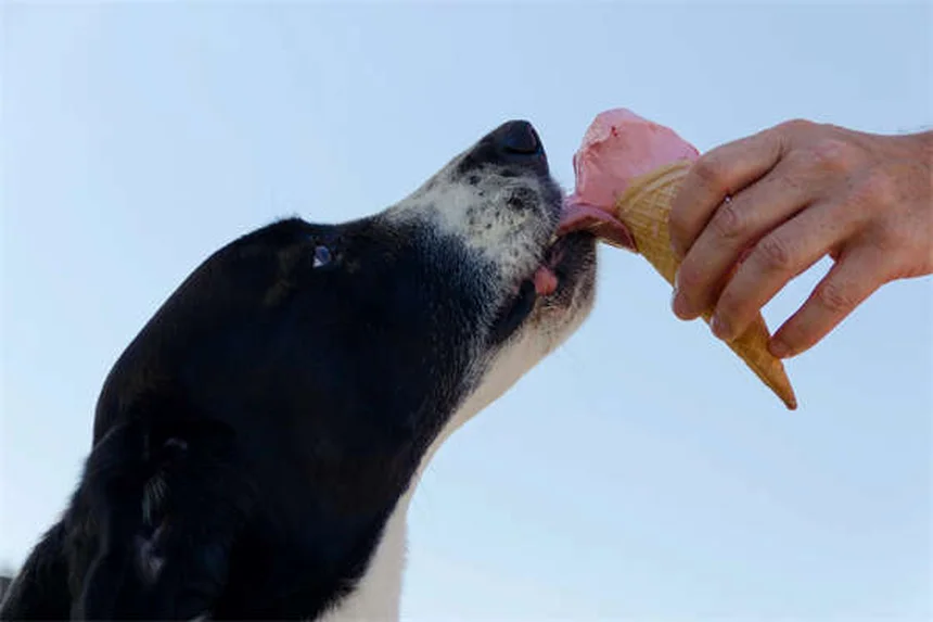 子犬のフィラリア予防、正しい始め方と選び方