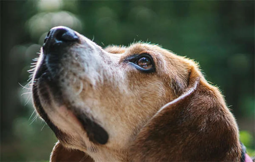 犬のいびきの原因と対策！飼い主が知るべき5つのポイント