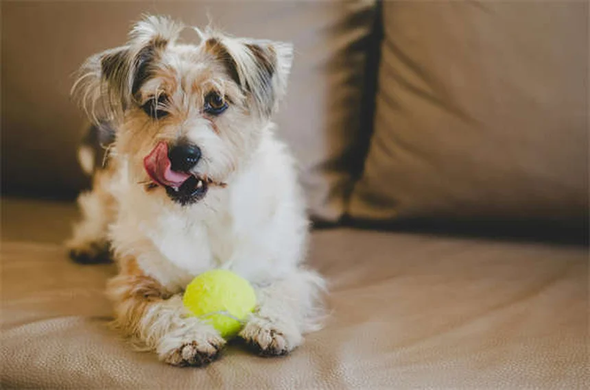 犬のいびきの原因と対策！飼い主が知るべき5つのポイント