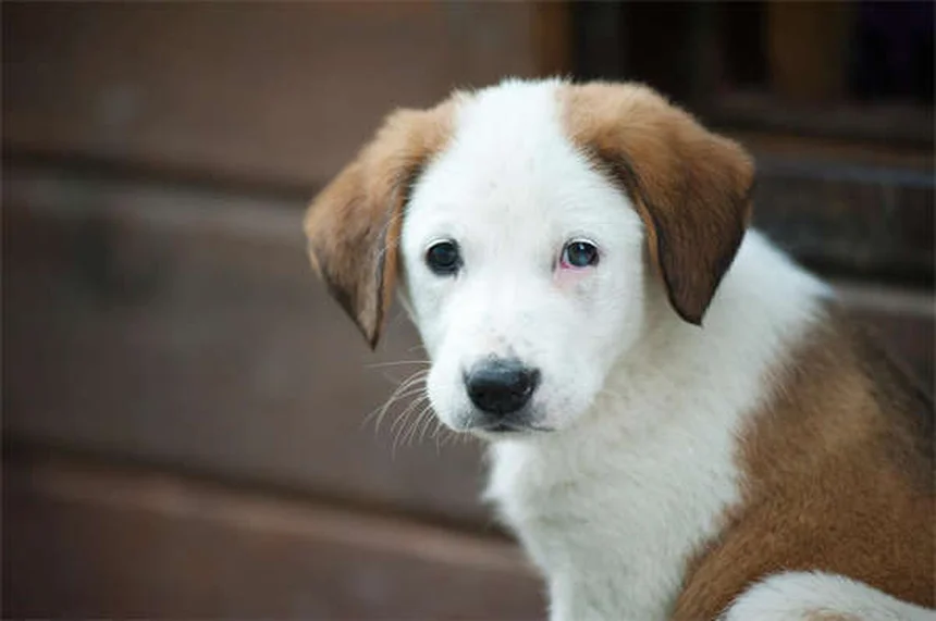 馬の骨折、症状から回復期間まで完全ガイド【獣医最新治療】