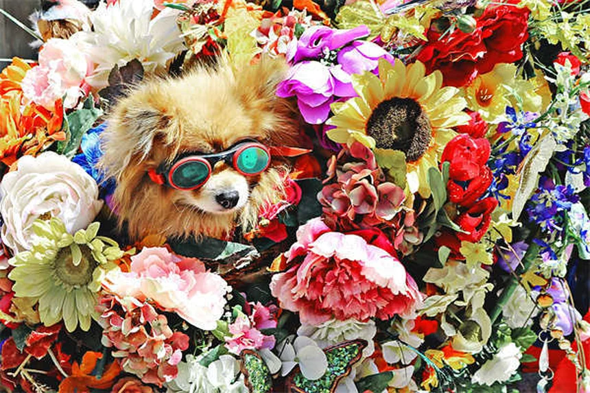 犬と猫のてんかん治療に使うゾニサミド：副作用と正しい使い方で知っておくべきこと