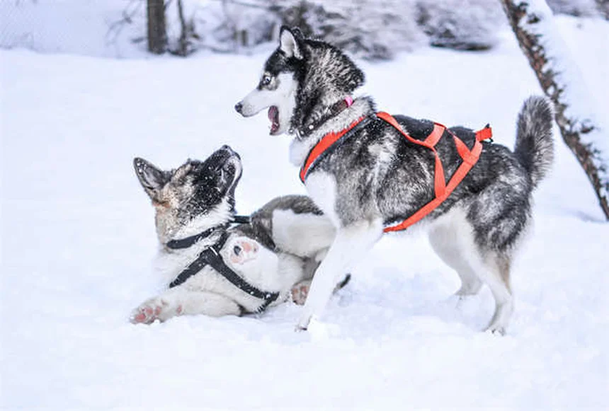 犬と猫のてんかん治療に使うゾニサミド：副作用と正しい使い方で知っておくべきこと
