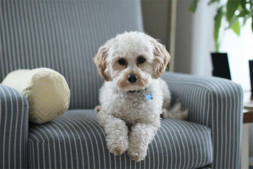 犬と猫のてんかん治療に使うゾニサミド：副作用と正しい使い方で知っておくべきこと