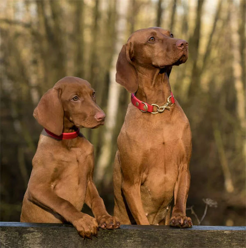 【実は…】高エネルギー犬の多動症はまれ？落ち着かせる7つの方法