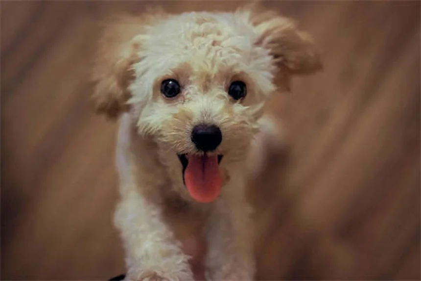 【実は…】高エネルギー犬の多動症はまれ？落ち着かせる7つの方法
