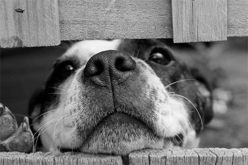 犬の肺がんの症状と早期発見｜飼い主が知るべき重要ポイント
