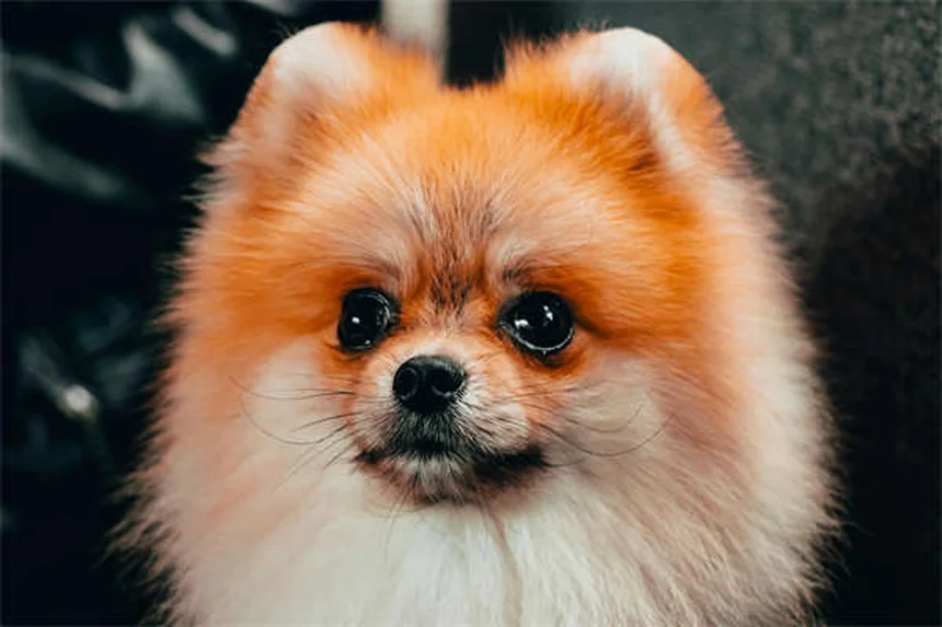 犬の肺がんの症状と早期発見｜飼い主が知るべき重要ポイント