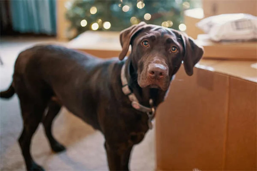 犬用スロープとステップ、関節を守る賢い選び方5つ