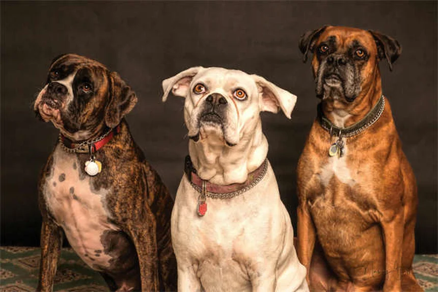 自然派ペットケアの基本ガイド！犬猫の健康を守る実践法