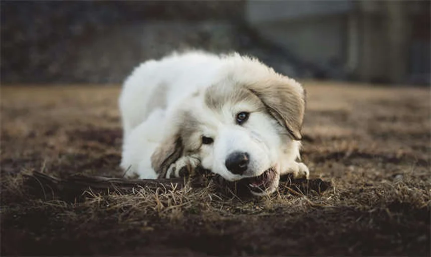 【獣医師解説】テオフィリンってどんなお薬？犬・猫の呼吸を楽にする効果と副作用