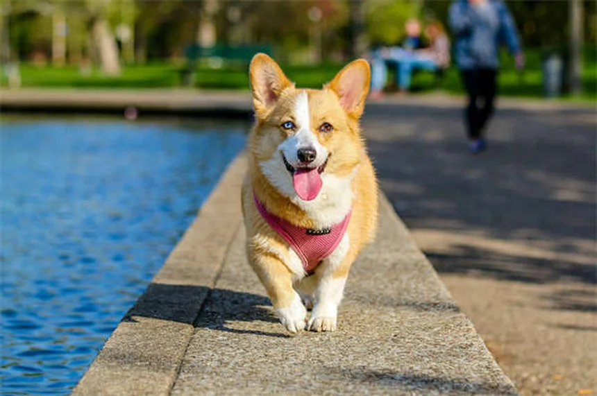 獣医技術者とは？動物病院で欠かせないその役割と資格を解説