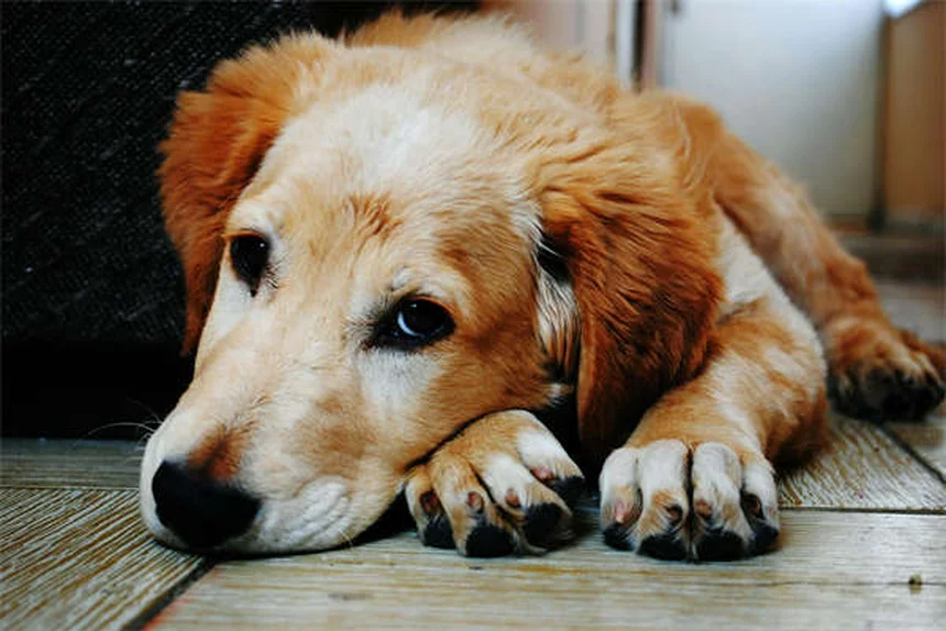 獣医技術者とは？動物病院で欠かせないその役割と資格を解説