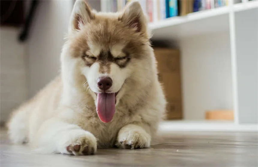 犬猫のメトクロプラミド副作用は怖くない？正しい使い方と獣医師の体験談