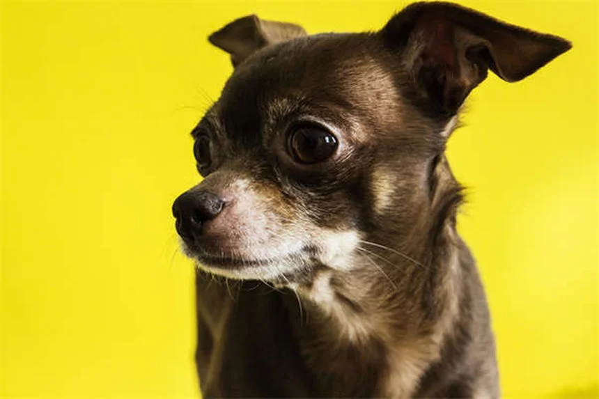 犬猫のメトクロプラミド副作用は怖くない？正しい使い方と獣医師の体験談