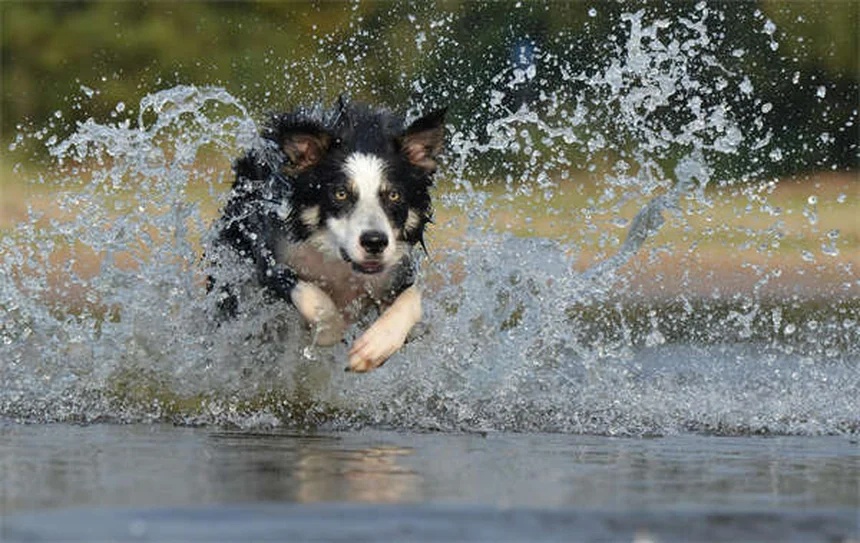 クリスマス・ペットに注意！その選択、後悔しない？