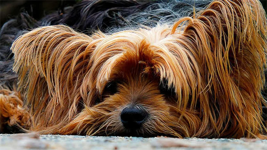 犬の不安に効くブスピロン、効果が出るまで実は3つの注意点