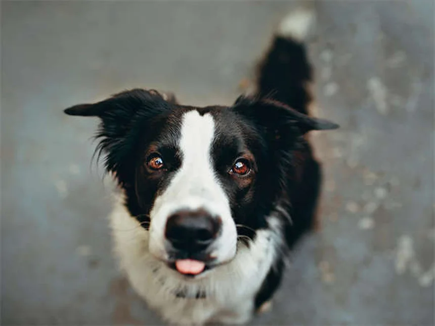 犬の不安に効くブスピロン、効果が出るまで実は3つの注意点