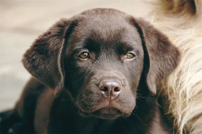 アンピシリンとは？犬や猫に使う注射の効果と副作用を徹底解説！