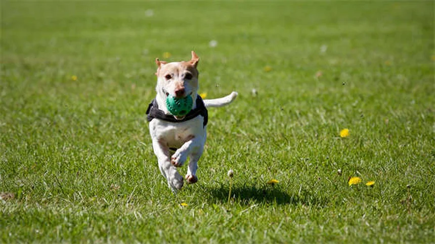 愛犬の安全を守る車用グッズ3選と正しい使い方